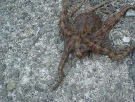 アオイソメでちょい投げ+オクトパッシング