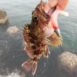 福井県でキジハタ・カサゴ・メバルを釣る！ルアーキャスティング＆スイミング穴釣りゲーム