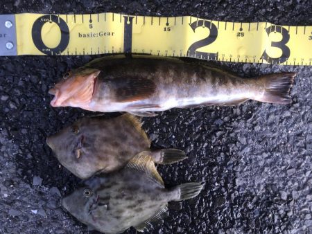 あれっ？なんかデカくない？