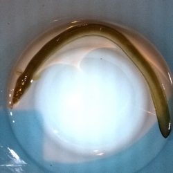 ウナギ釣りパート11