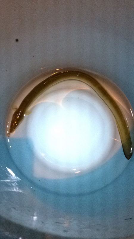 ウナギ釣りパート11