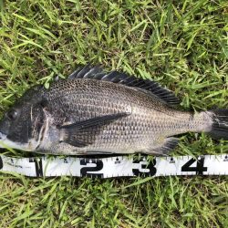 イチノ兄弟、釣果!