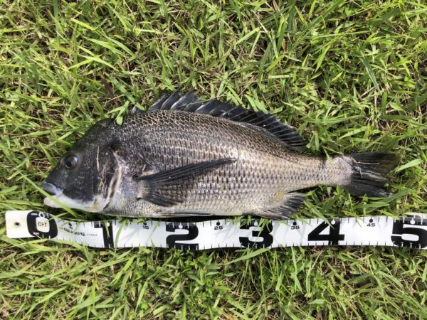 イチノ兄弟、釣果!