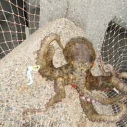 今年はイケそう