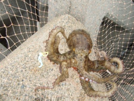 今年はイケそう