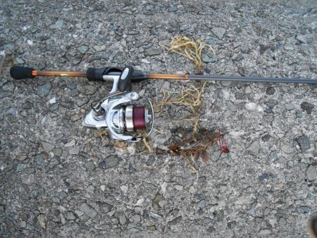 メバルは何処へ？