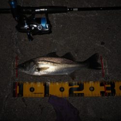 フッキング不可能？