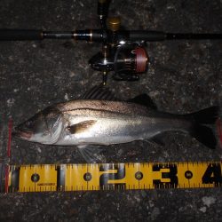 マイクロにはソリッドクリアで