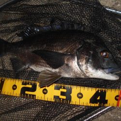 増水中の淀川調査