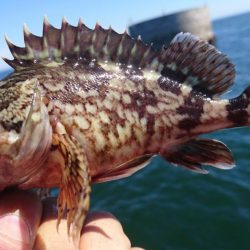 キャロダートでデイゲーム