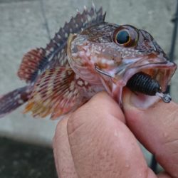 テキサスリグで沖のボトム狙い！！