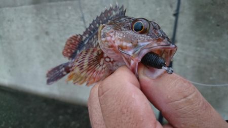 テキサスリグで沖のボトム狙い！！