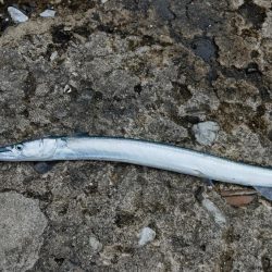 雨の中のシーバス