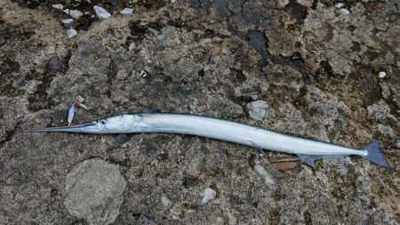 雨の中のシーバス