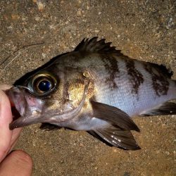 バラエティ豊富