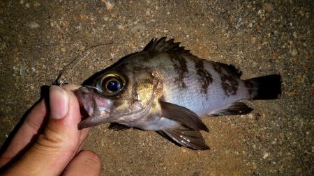 バラエティ豊富