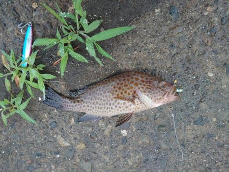 雨のちショアジギ