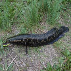 ナマズ狙いだったのに…