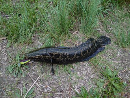 ナマズ狙いだったのに…