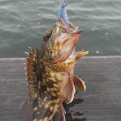 ガシラ30 小サバ10