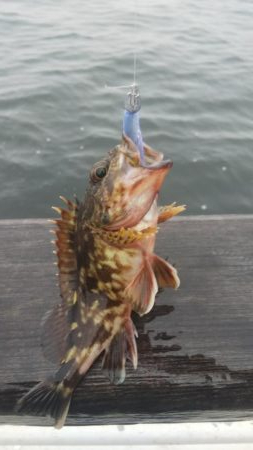 ガシラ30 小サバ10