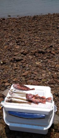 シーバス&キス釣り