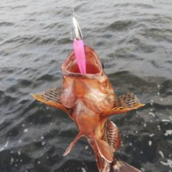 ガシラ11  小サバ3