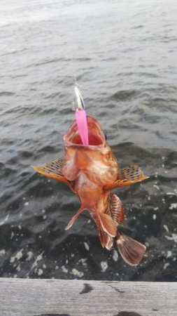 ガシラ11  小サバ3