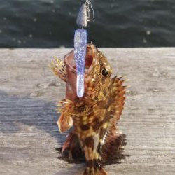 アコウ１ ガシラ39  小サバ１