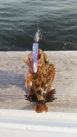 アコウ１ ガシラ39  小サバ１