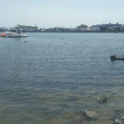 【河口キス】 本年調査始め