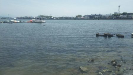 【河口キス】 本年調査始め