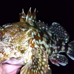 ロックフィッシュ狙い　良型カサゴ