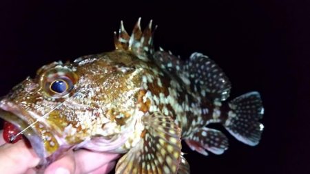 ロックフィッシュ狙い　良型カサゴ