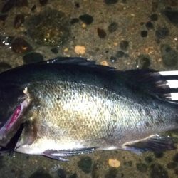 良型ブルーバック狙い