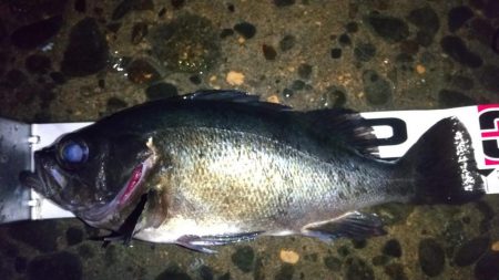 良型ブルーバック狙い