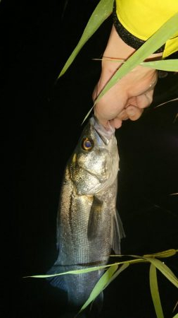 シーバス!シーバス!シーバス!