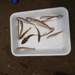 ボートキス釣り