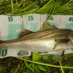 しごおわシーバス