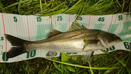 しごおわシーバス