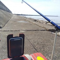 今年初のキスの引き釣り