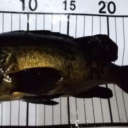 フロートメバリング