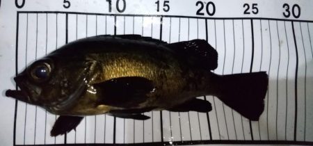 フロートメバリング