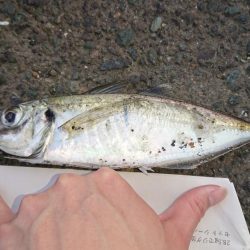 デカいのもいるやん!