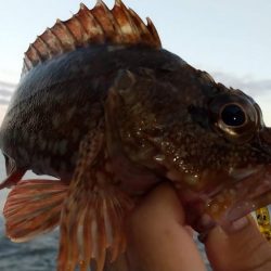 根魚狙いでカサゴ