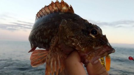根魚狙いでカサゴ