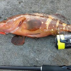 ロックフィッシュ狙い　キジハタ