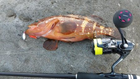 ロックフィッシュ狙い　キジハタ