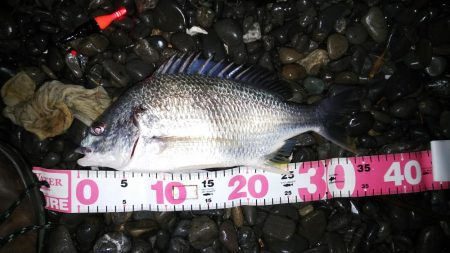 余ったイソメでキビレ釣り