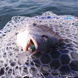 ボートキビレ&マゴチ